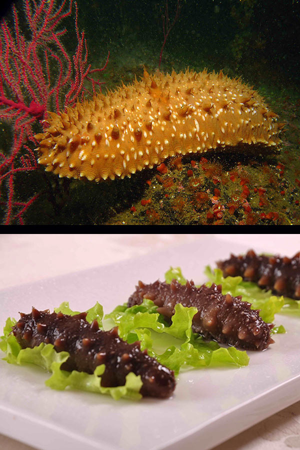 Espardenya (Cohombro / Pepino de mar)