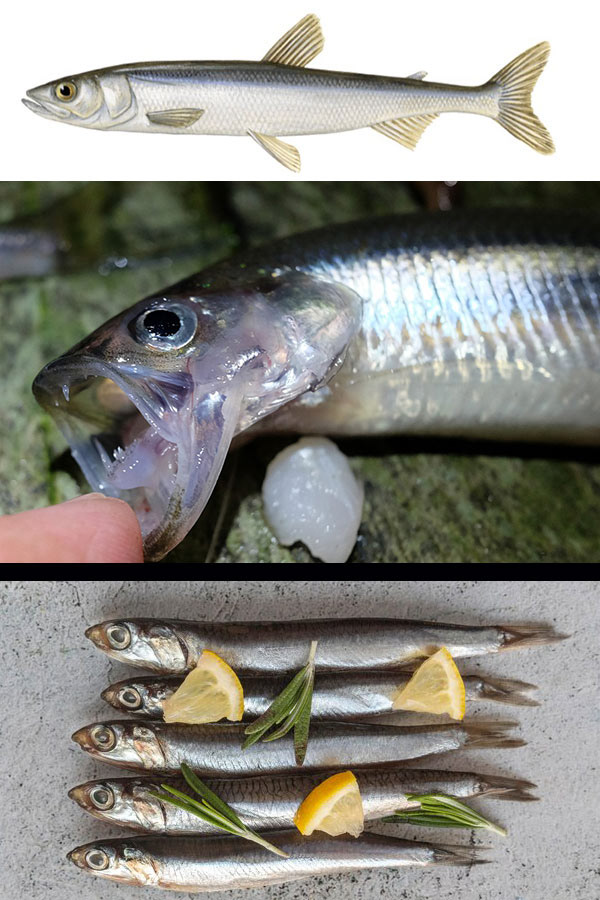Eperlano