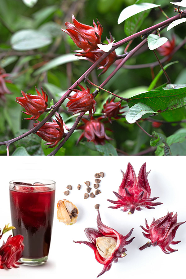 Flor de Jamaica