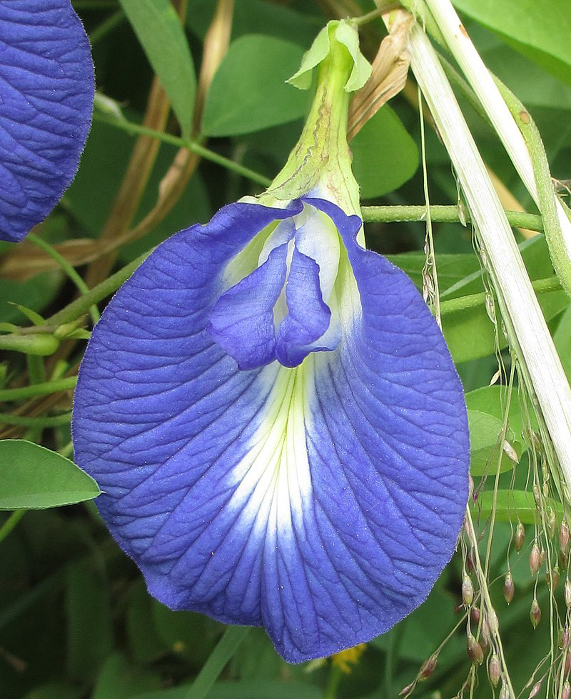 Clitoria ternatea