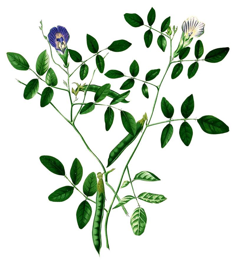 Clitoria ternatea