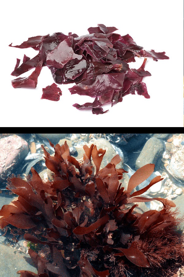 Dulse