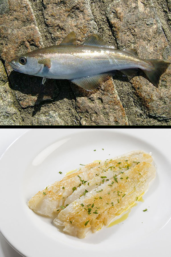 Abadejo (Pollachius pollachius)