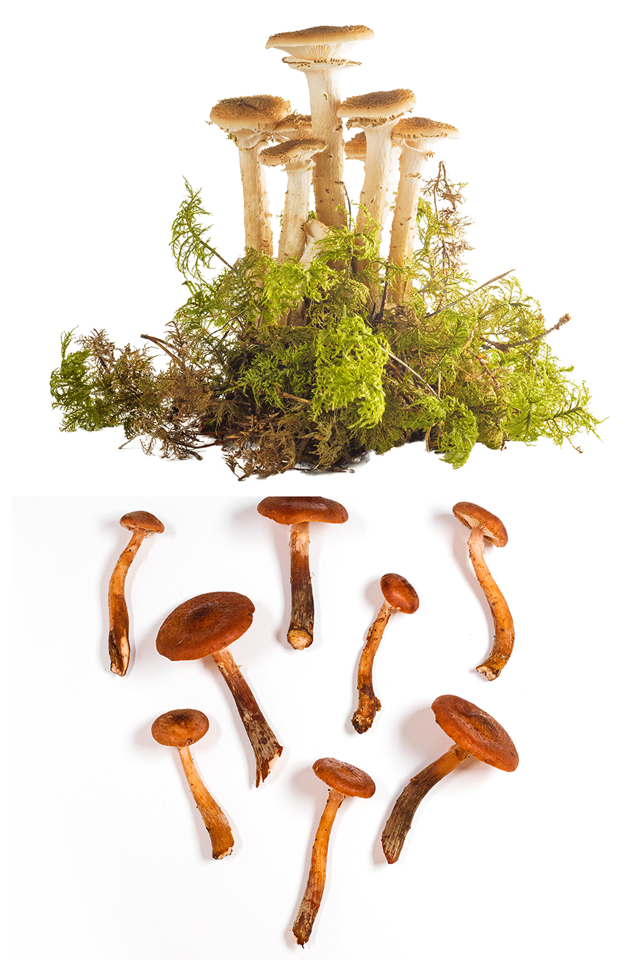 Armillaria mellea