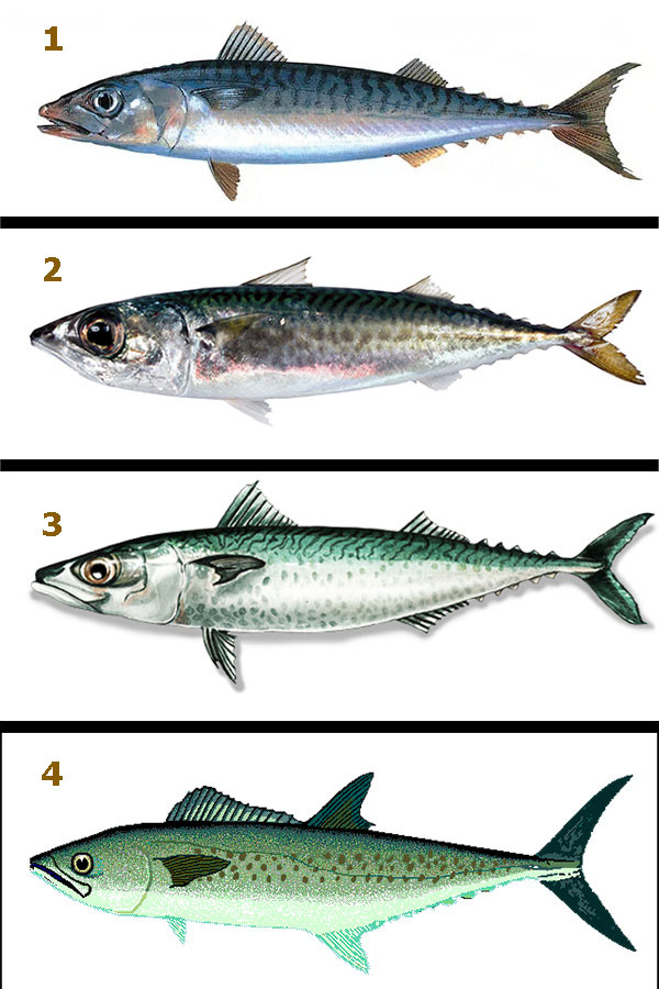 Caballa