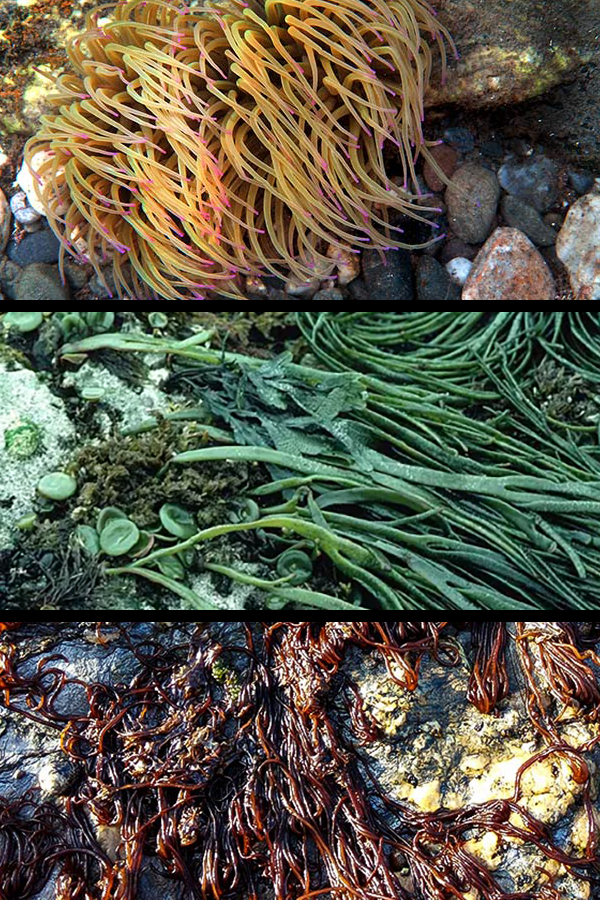 Fideos de mar