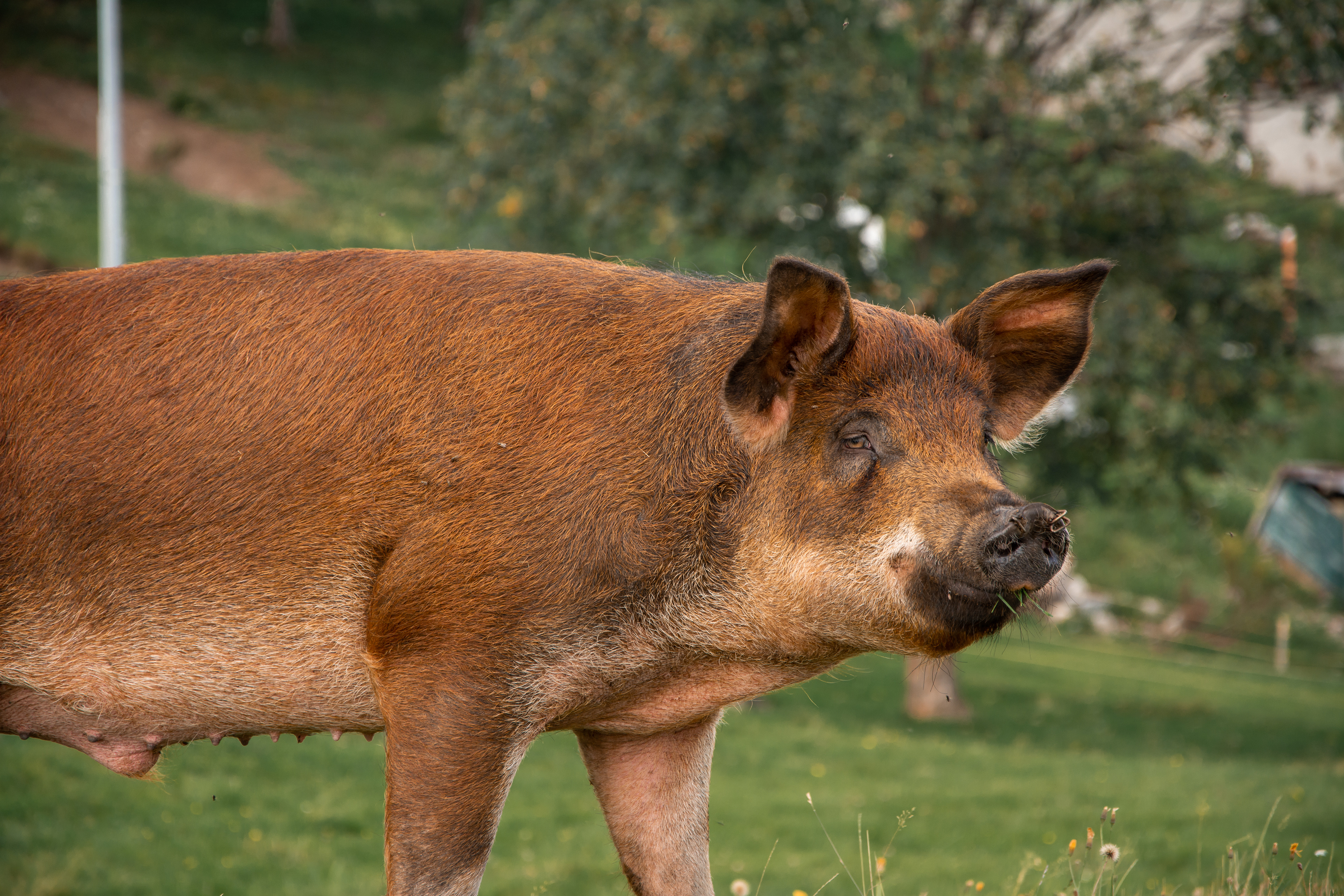 Duroc