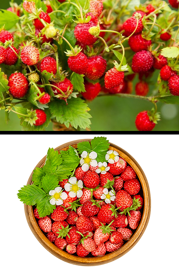 Fresa