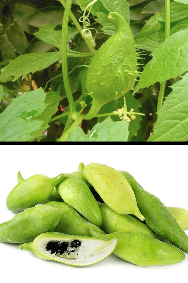 Caihua