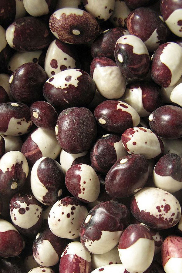 Caparrones