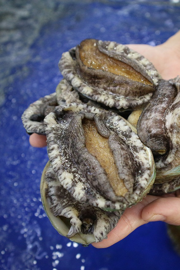 Abulón / Abalone