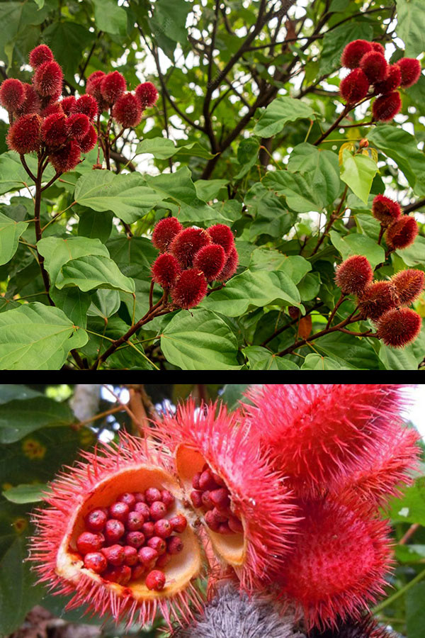 Achiote / Onoto / Bija