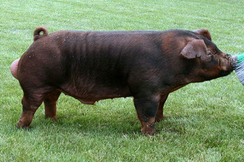 Duroc