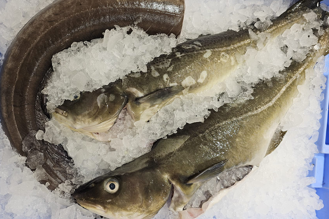 Bacalao