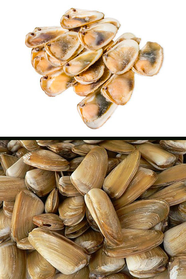 E) Almeja macha (Mosodesma donacium)