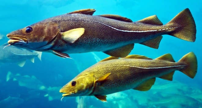 Bacalao