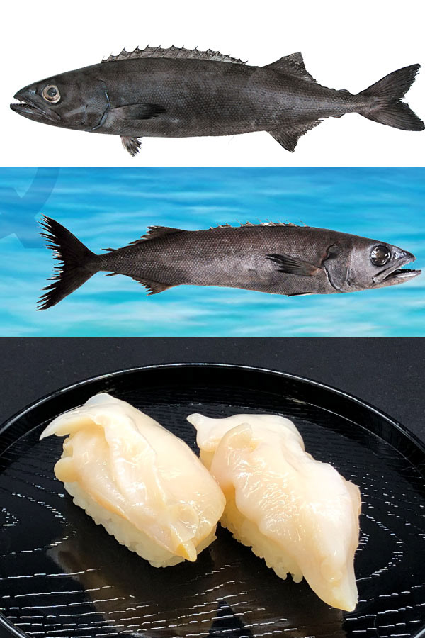 Escolar negro (Pez mantequilla)
