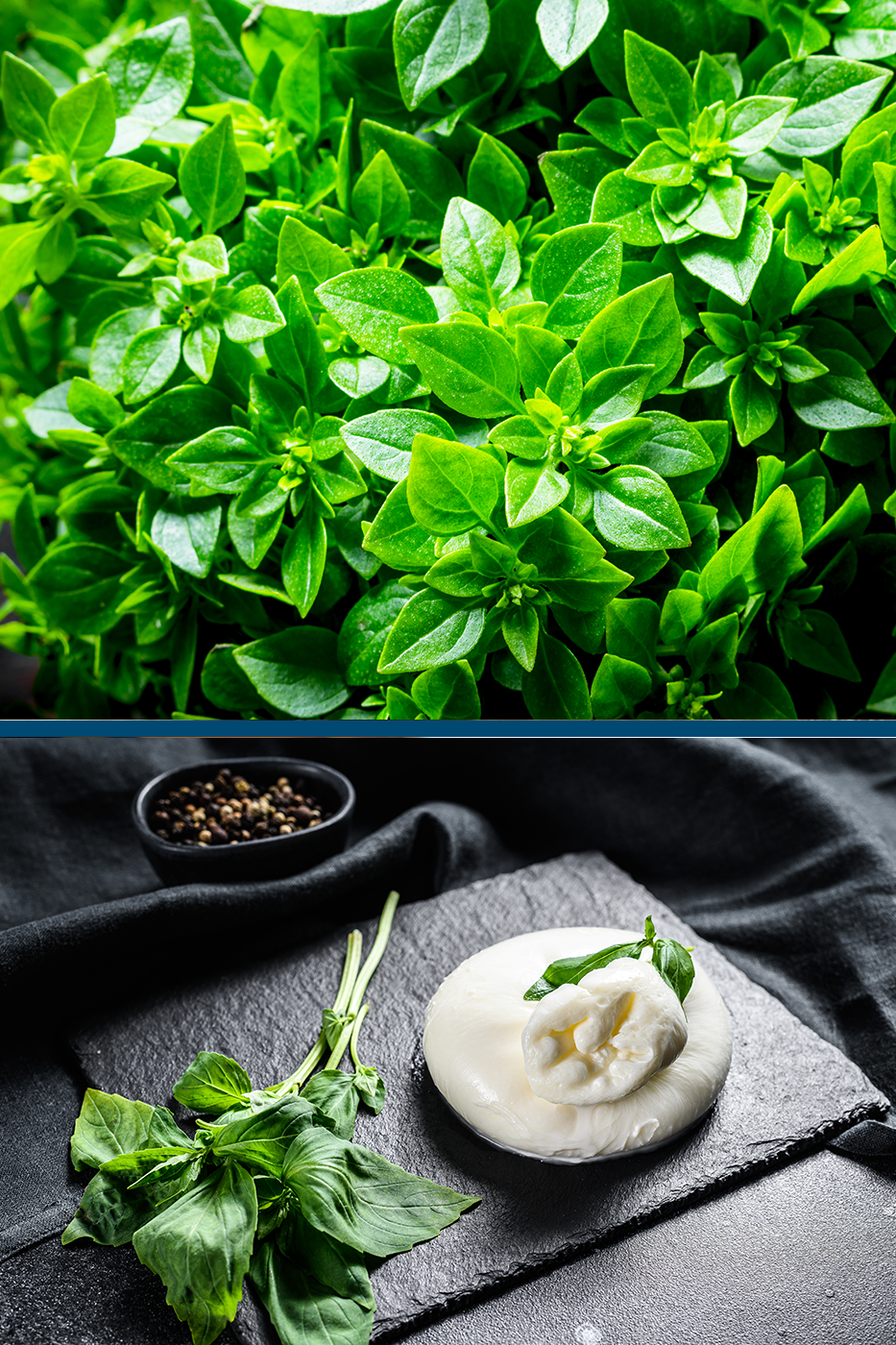 Albahaca