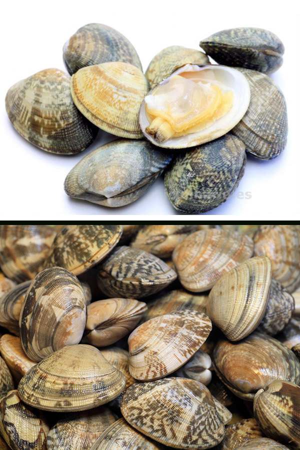 C) Almeja japónica (Ruditapes philippinarum)