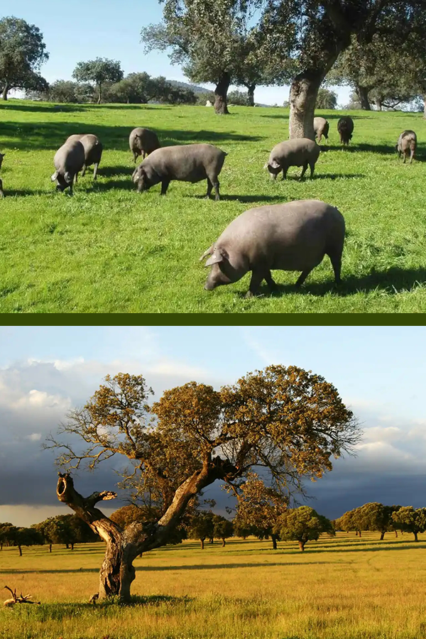 Dehesa