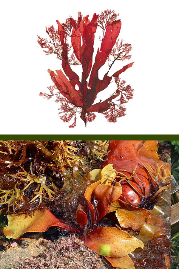 Dilsea carnosa