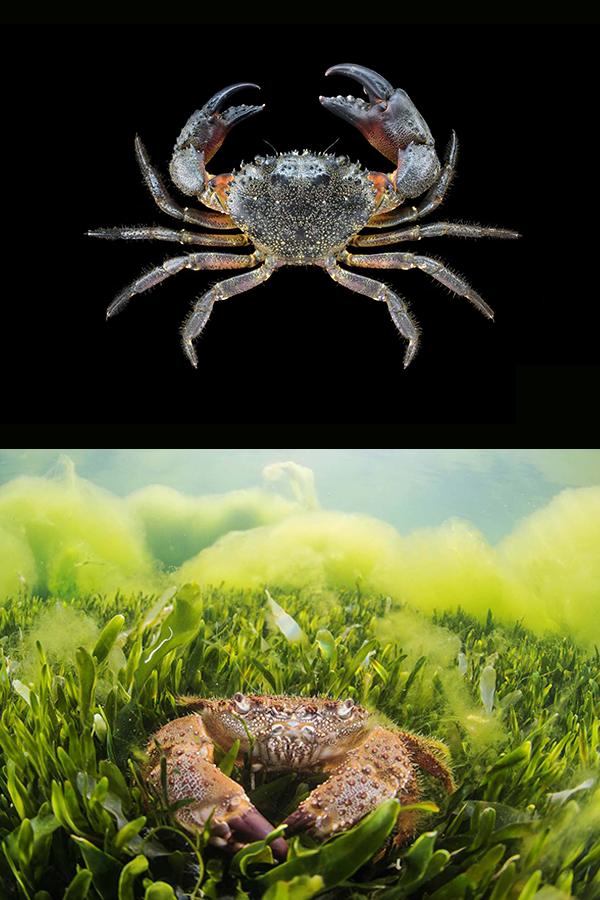 Cangrejo moruno