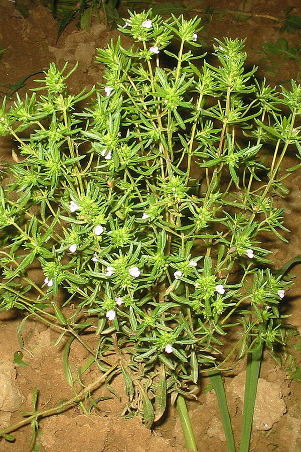 Ajedrea / Satureja / Sajolida