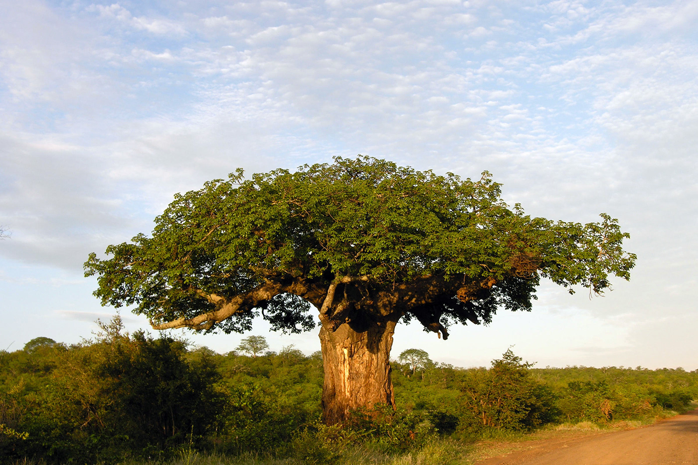 Baobab