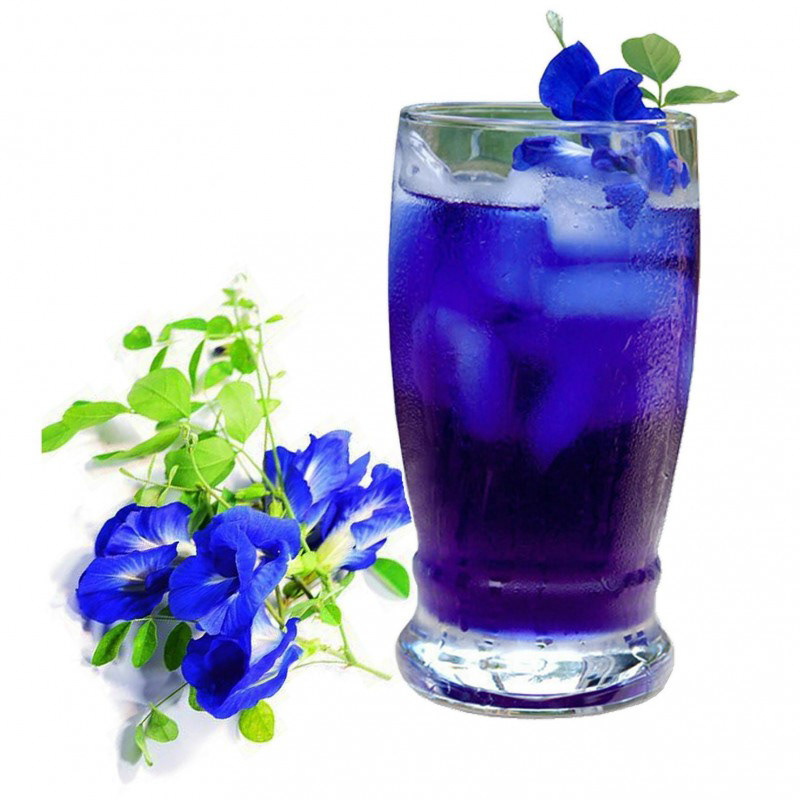 Clitoria ternatea