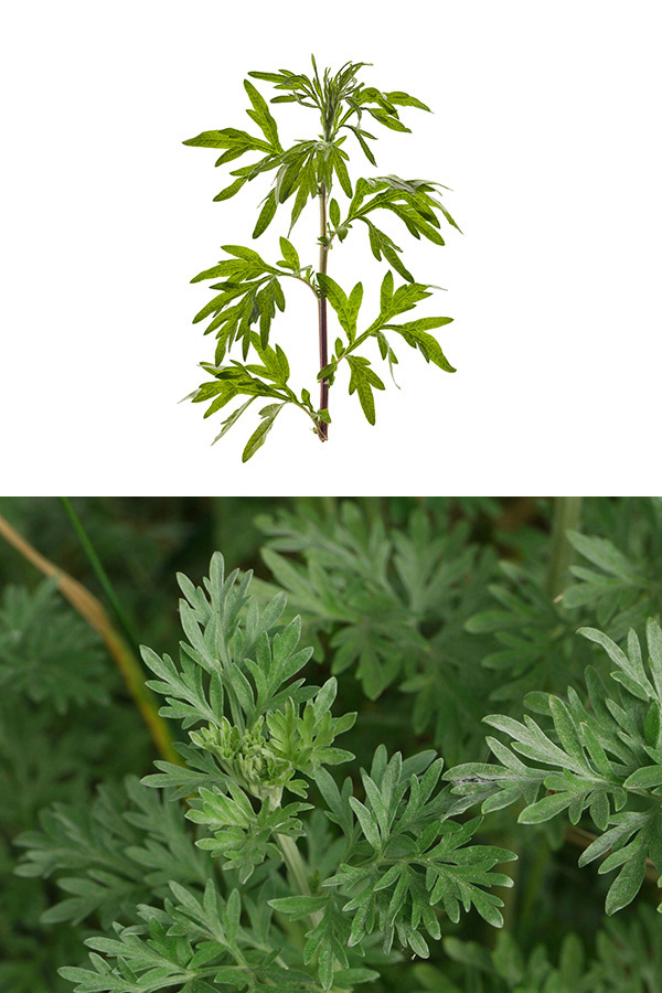 Artemisa / Ajenjo
