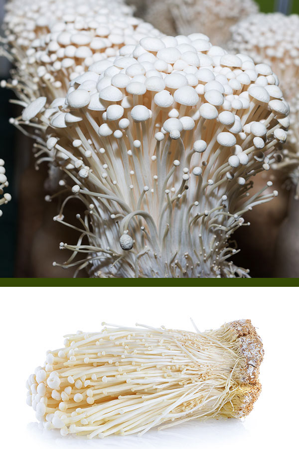 Enoki