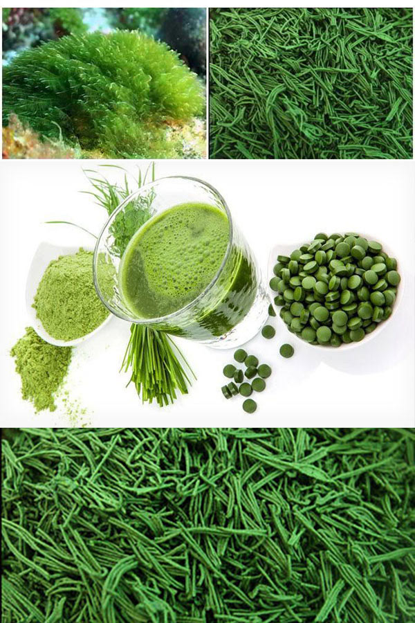 Espirulina