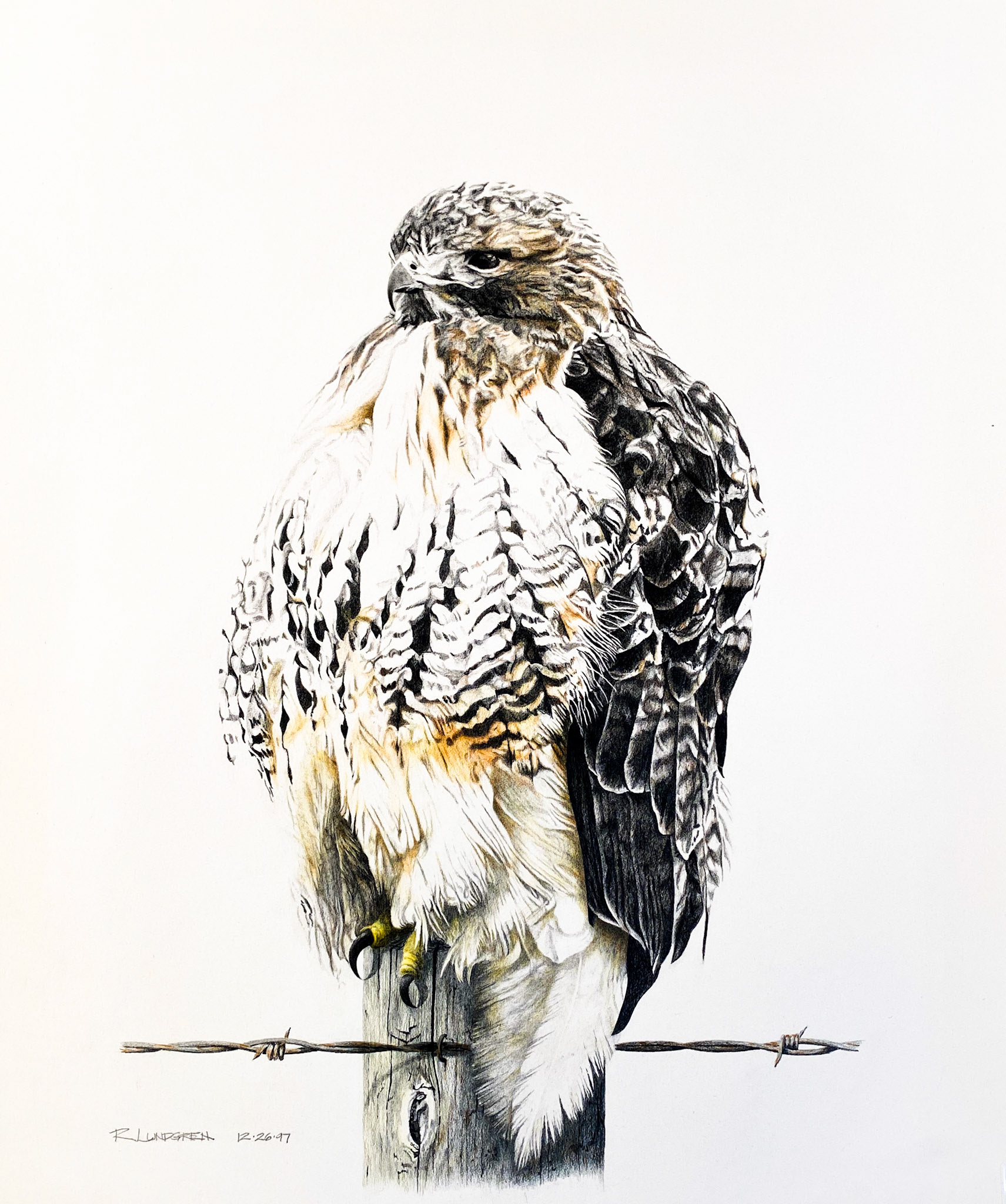 Redtail (approx. 11.5"w x 15.5"h image size)