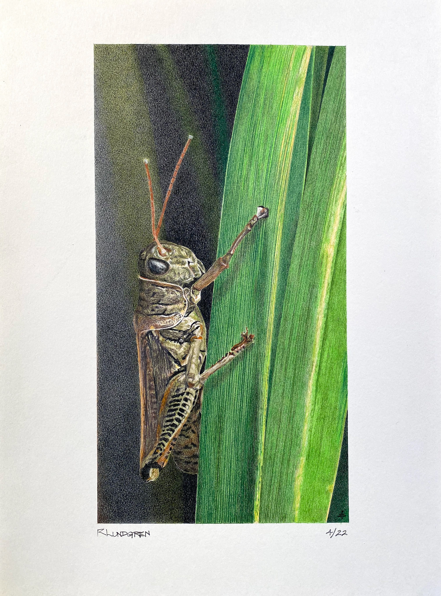Good Fortune (approx. 5"w x  9.5"h image size, 9"w x 12"h paper size)