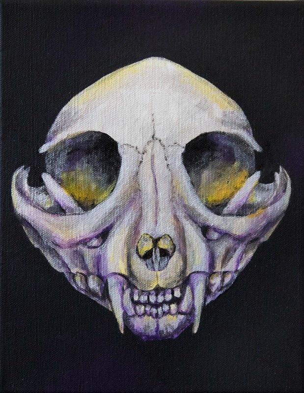 Cat skull