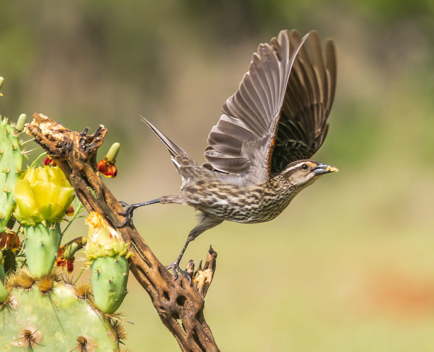 Female Red Wing Blackbird