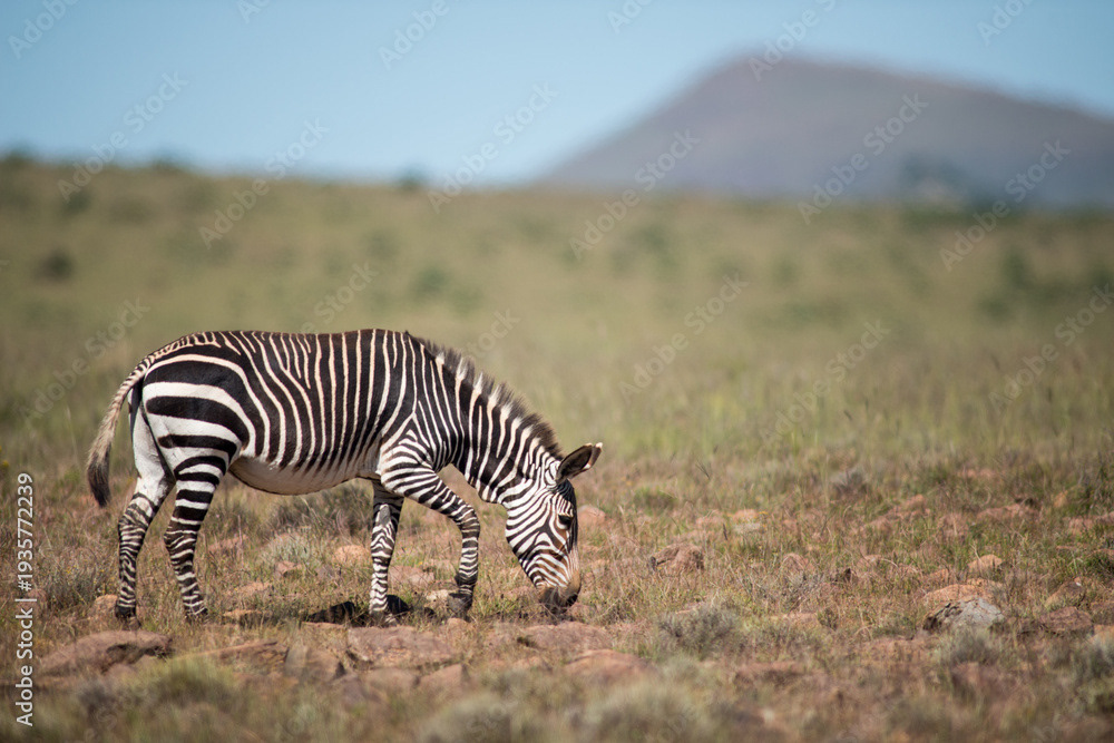 Mountain zebra