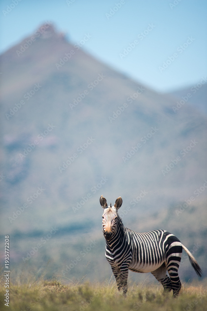Mountain zebra