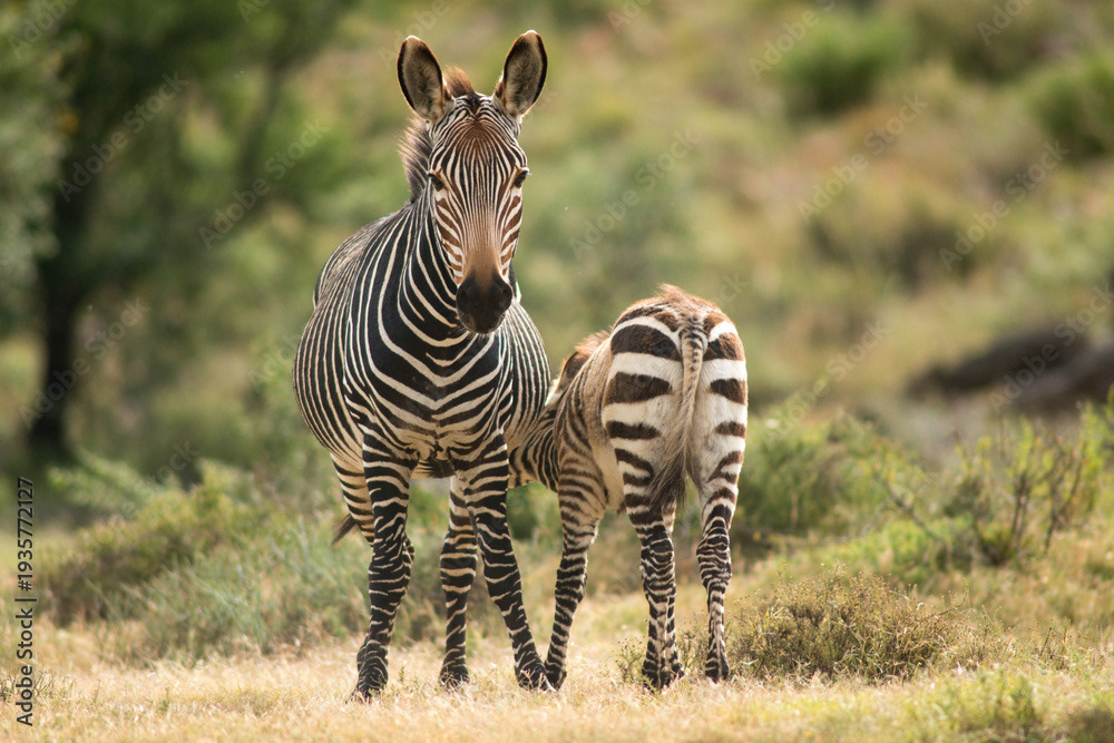 Mountain zebra