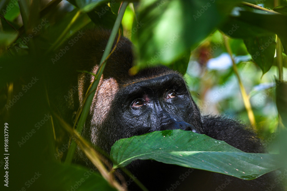western gorilla
