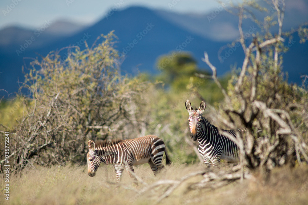 Mountain zebra