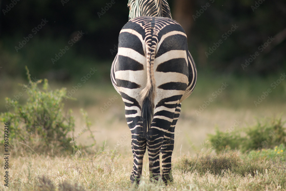 Mountain zebra