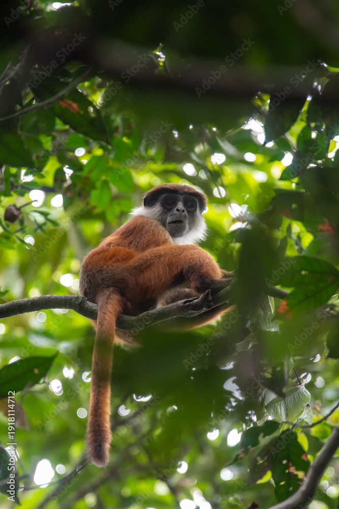 Bouvier's red colobus