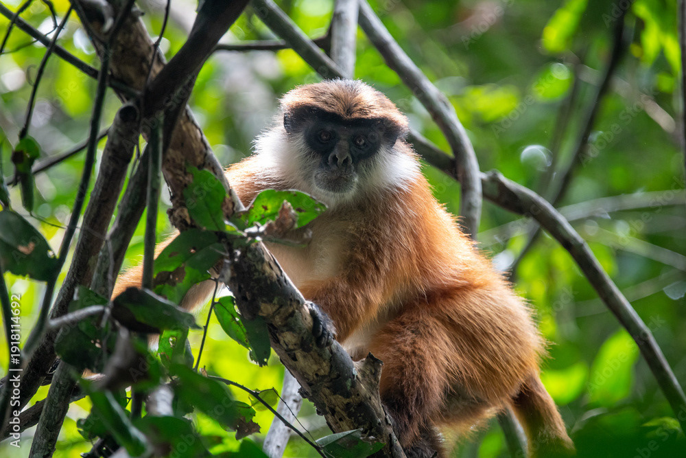 Bouvier's red colobus