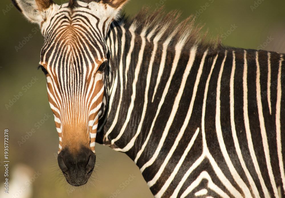 Mountain zebra