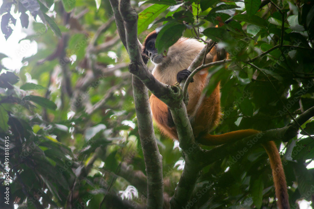Bouvier's red colobus