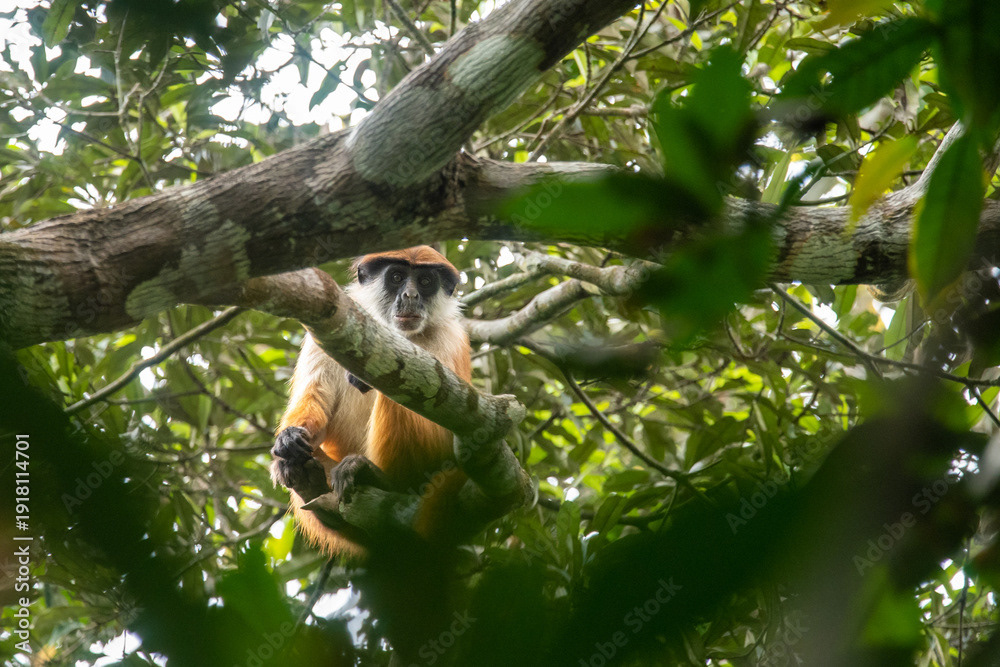 Bouvier's red colobus