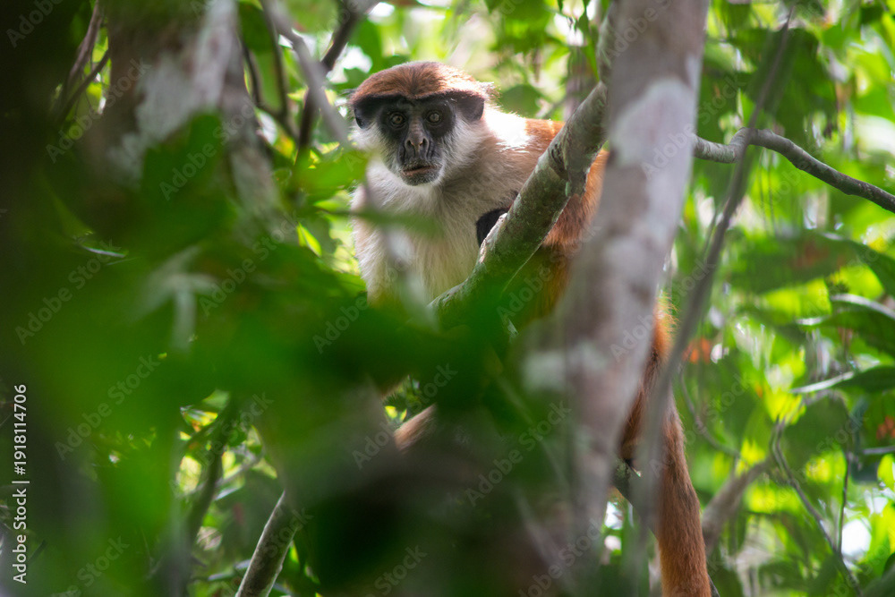 Bouvier's red colobus
