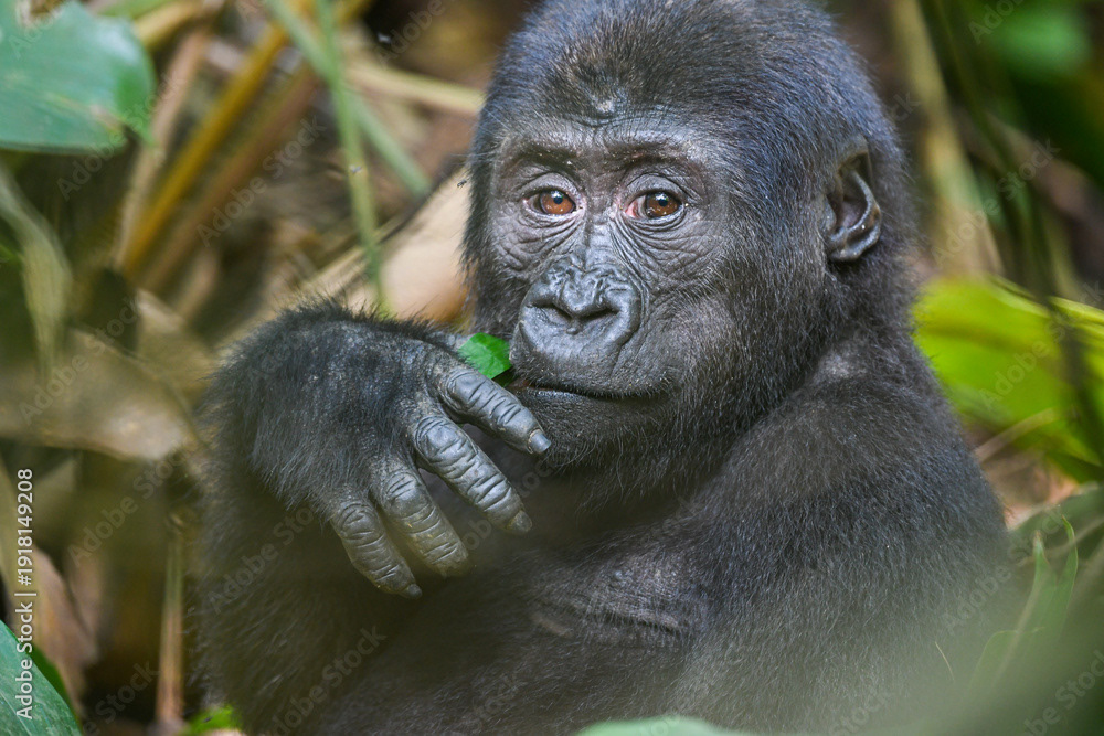 western gorilla