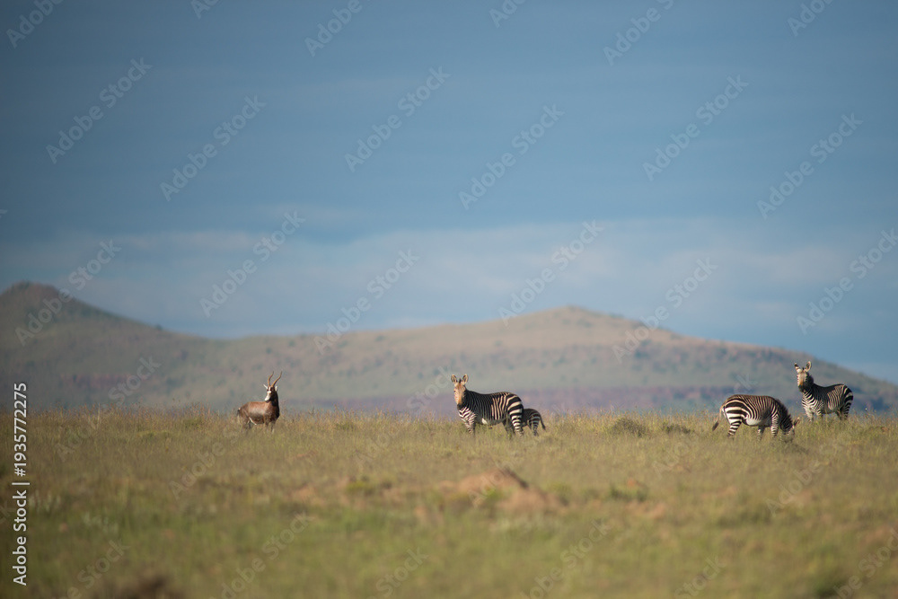 Mountain zebra